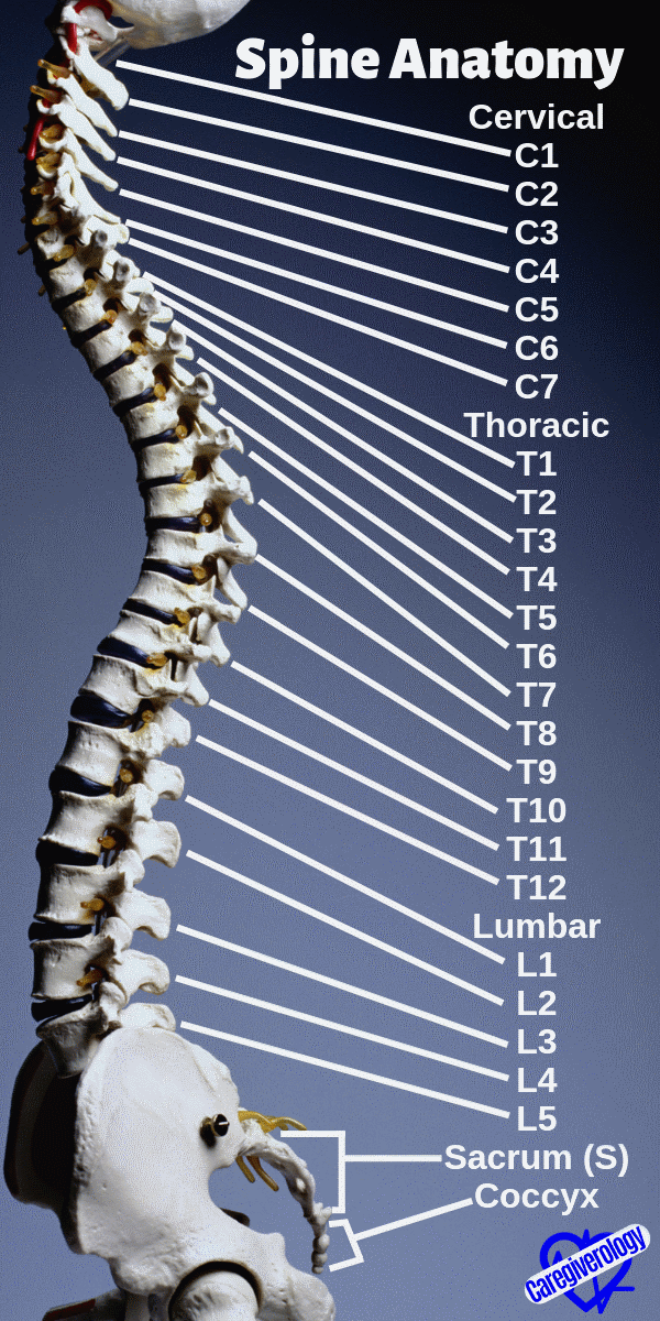 Spine Chart Printable